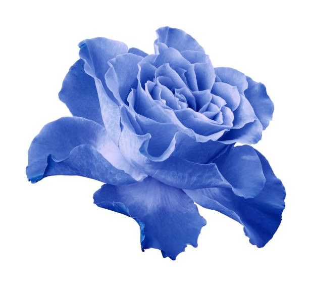 Rose Light Blue Flower On White Isolated Background With Clipping