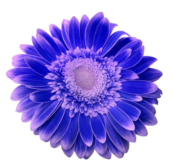 istock Blue-pink gerbera flower on a white isolated background with clipping path.   Closeup.  For design.  Nature. 960134762