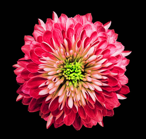 istock Chrysanthemum  bright pink. Flower on  isolated  black background with clipping path without shadows. Close-up. For design. Nature. 960134826