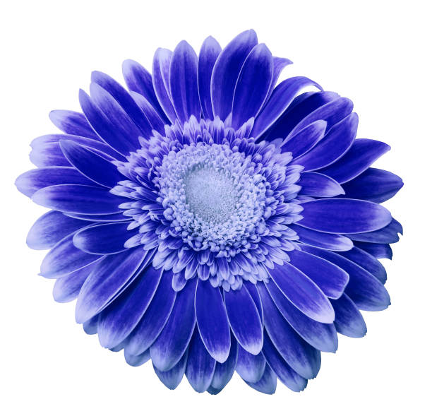 istock Blue-white gerbera flower on a white isolated background with clipping path.   Closeup.  For design.  Nature. 960134862