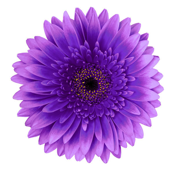 istock Violet-pink gerbera flower on a white isolated background with clipping path.   Closeup.   For design.  Nature. 960134886