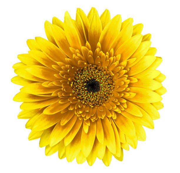 istock Yellow-brown  gerbera flower on a white isolated background with clipping path.   Closeup.   For design.  Nature. 960134960