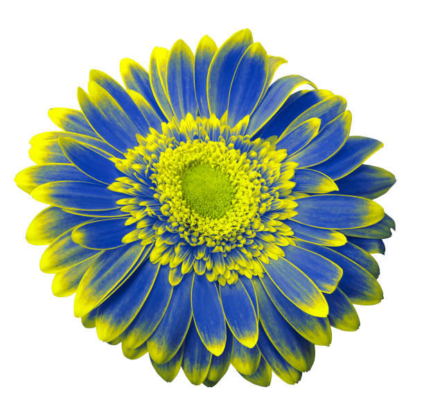 istock Blue-yellow gerbera flower on a white isolated background with clipping path.   Closeup.  For design.  Nature. 960134976