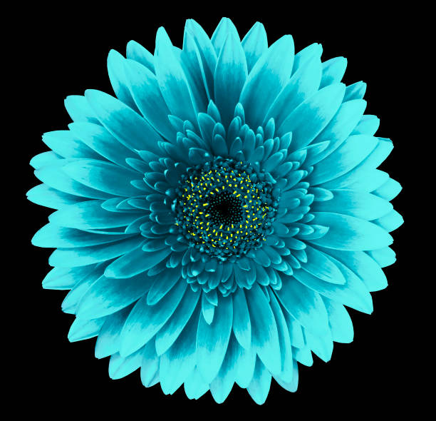istock Turquoise  gerbera flower on the black isolated background with clipping path.   Closeup.   For design.  Nature. 960137488