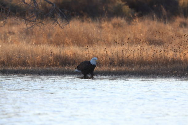 istock Bald Eagle, Haliaeetus leucocephalus Bosque del Apache National Wildlife Refuge New Mexico 960137596