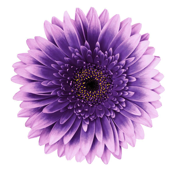 istock Violet-pink gerbera flower on a white isolated background with clipping path.   Closeup.   For design.  Nature. 960137824