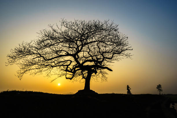 istock Beautiful landscape with tree silhouette at sunrise. 960138116