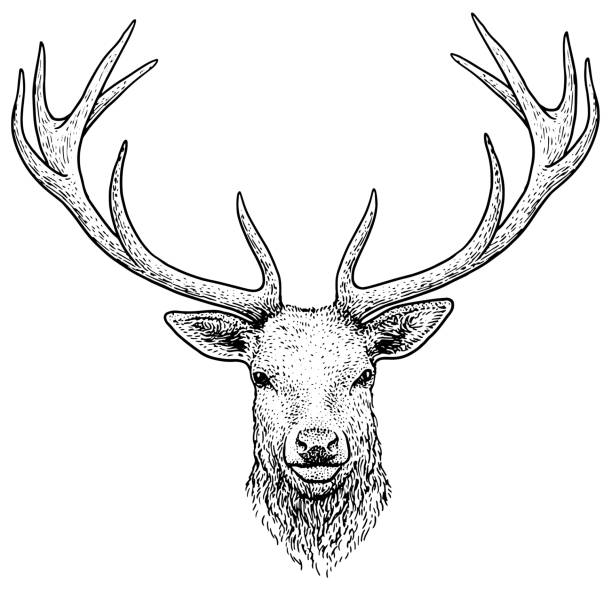 ilustraciones, imágenes clip art, dibujos animados e iconos de stock de cabeza de ciervo ilustración, dibujo, grabado, tinta, arte lineal, vectores - stags horn