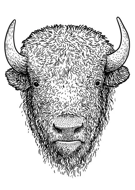 Vector illustration of Bison illustration, drawing, engraving, ink, line art, vector