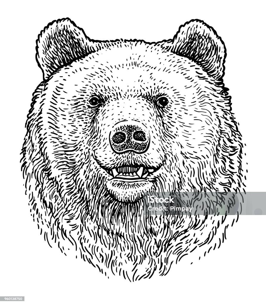 Bear head illustration, drawing, engraving, ink, line art, vector Illustration, what made by ink and pencil on paper, then it was digitalized. Bear stock vector