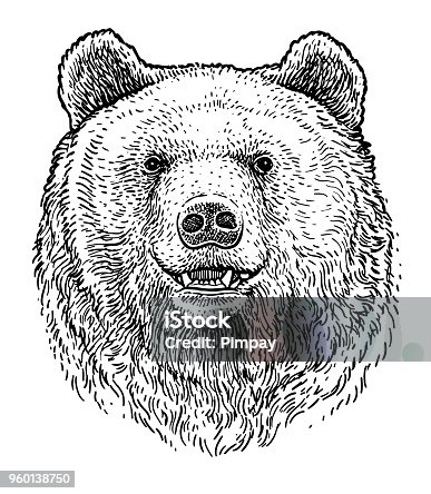 Gå igennem Accor Forkludret 1,000+ Drawing Of The Brown Bear Face Illustrations, Royalty-Free Vector  Graphics & Clip Art - iStock