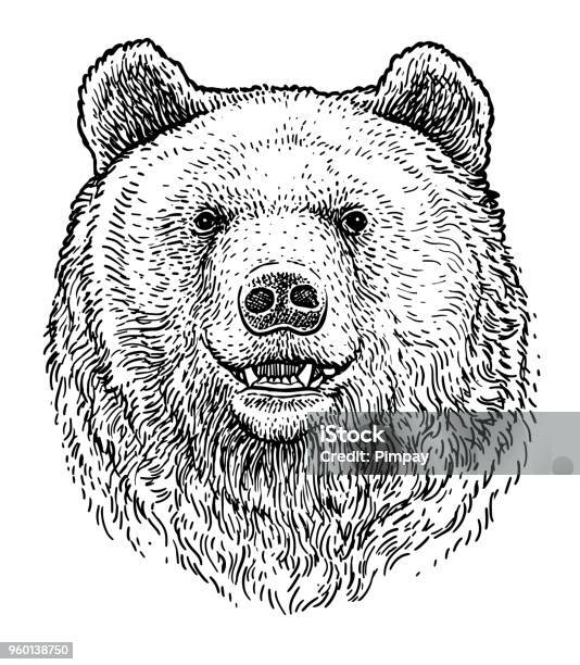 Bear Head Illustration Drawing Engraving Ink Line Art Vector Stock Illustration - Download Image Now