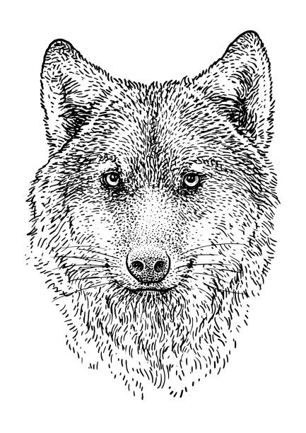 Wolf head illustration, drawing, engraving, ink, line art, vector Illustration, what made by ink and pencil on paper, then it was digitalized. wolf illustrations stock illustrations