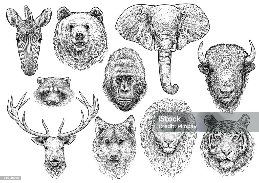 Illustrazione della collezione di teste di animale, disegno, incisione, inchiostro, line art, vettore - arte vettoriale royalty-free di Illustrazione