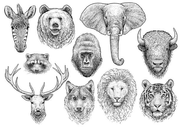 illustrazioni stock, clip art, cartoni animati e icone di tendenza di illustrazione della collezione di teste di animale, disegno, incisione, inchiostro, line art, vettore - elephant head