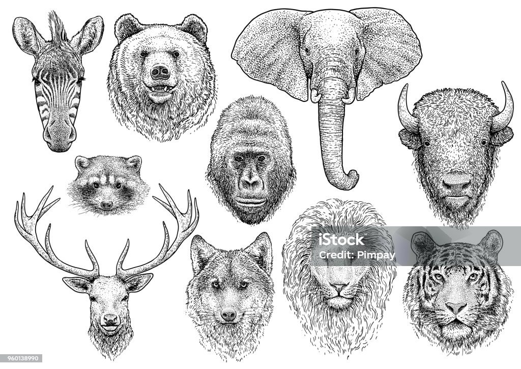Animal head collection illustration, drawing, engraving, ink, line art, vector Illustration, what made by ink and pencil on paper, then it was digitalized. Illustration stock vector