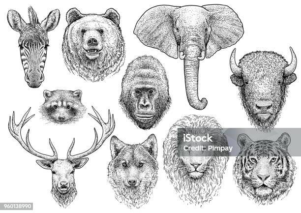 Animal Head Collection Illustration Drawing Engraving Ink Line Art Vector Stock Illustration - Download Image Now