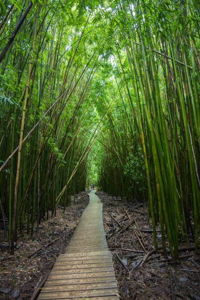 istock Haleakala National Park bamboo forest. 960139368