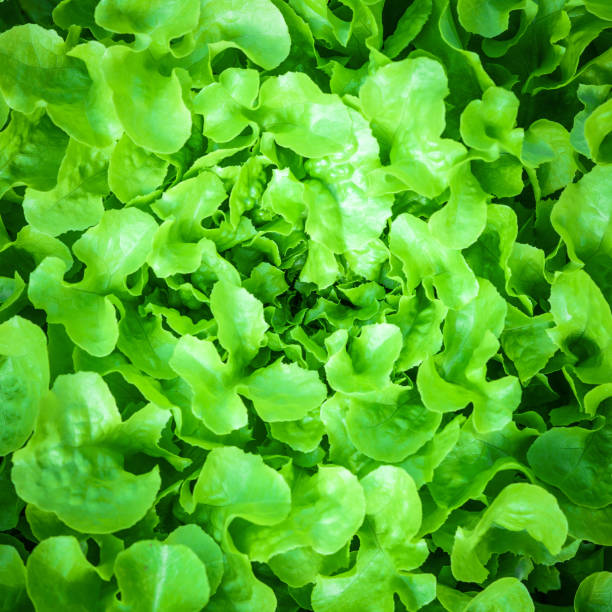 istock close up Green oak lettuce leaves background 960139686