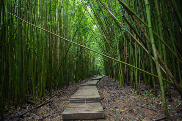istock Haleakala National Park bamboo forest. 960139808