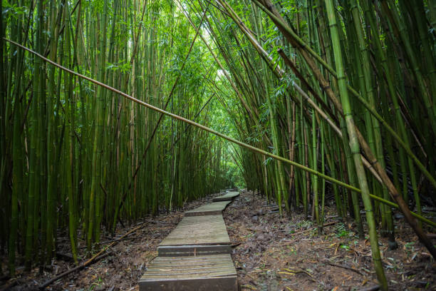 istock Haleakala National Park bamboo forest. 960139920