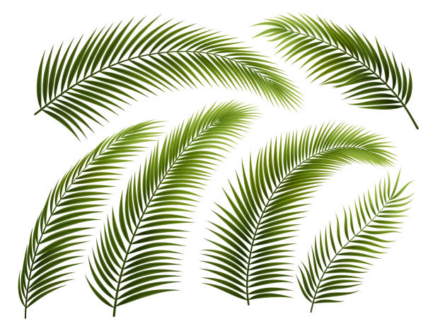 zestaw gałęzi palmowych - palm stock illustrations