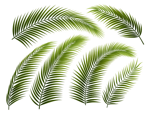 Set of Palm Branches