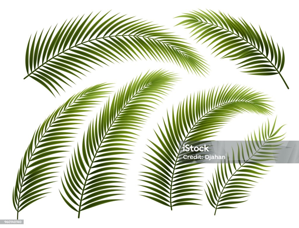 Set of Palm Branches Set of palm leafs and branches, isolated on white. EPS 10 contains transparency. Palm Leaf stock vector