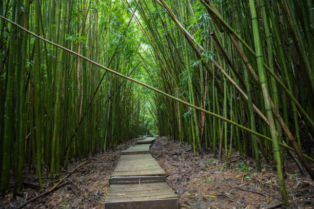 istock Haleakala National Park bamboo forest. 960140224