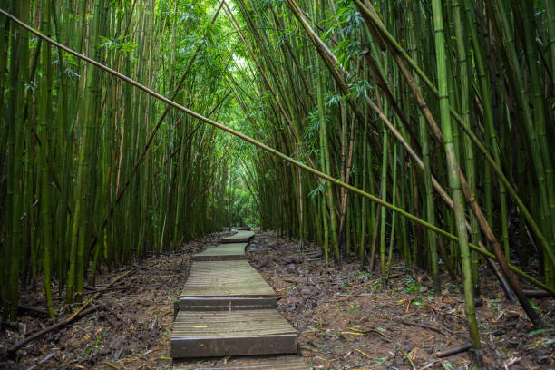 istock Haleakala National Park bamboo forest. 960140494