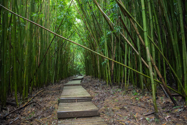 istock Haleakala National Park bamboo forest. 960140504