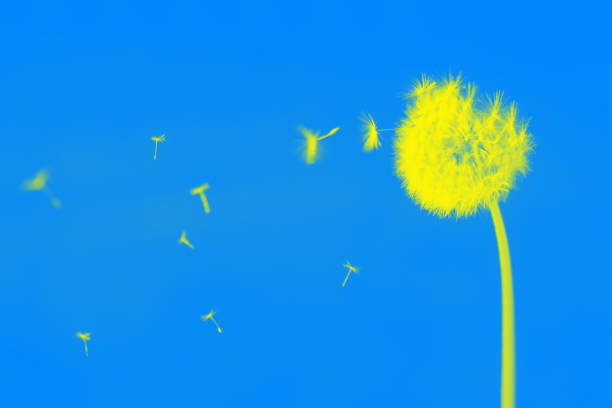 A yellow dandelion against a backdrop of clouds and a blue sky
