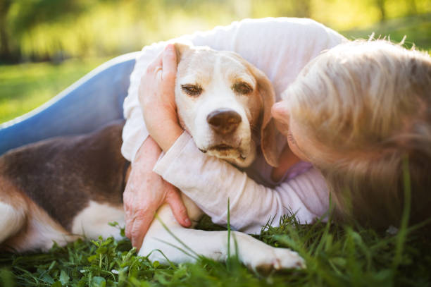istock Unrecognizable senior woman with dog in spring nature. 960144464