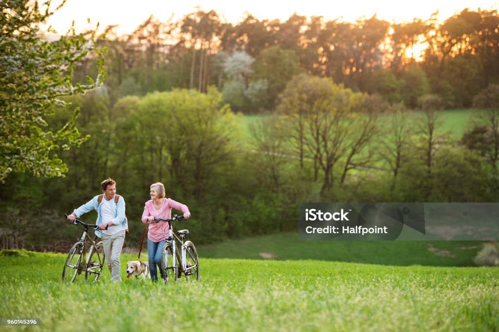 Beautiful senior couple with bicycles and dog outside in spring nature. Beautiful senior couple outside in spring nature, walking with a dog and bicycles on grassland. Walking Stock Photo