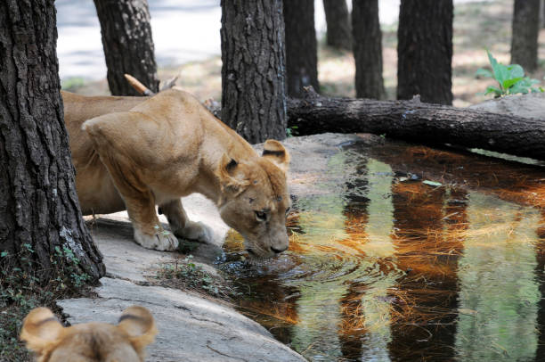 istock lions drinking water in the pond 960145636