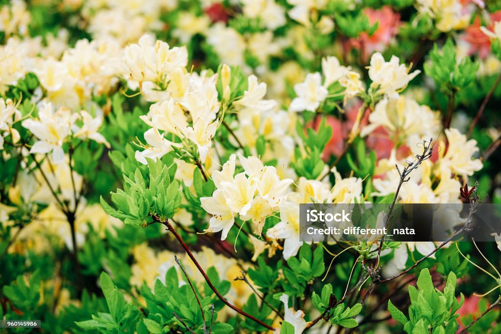 Arbusto De Flores Amarillas Azalea En Plena Floración Exterior Foto de  stock y más banco de imágenes de Aire libre - iStock
