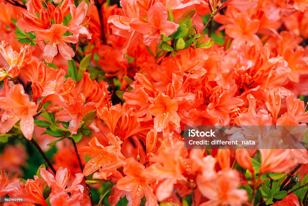 Arbusto De Flores De Naranja Azalea En Plena Floración Al Aire Libre Foto  de stock y más banco de imágenes de Aire libre - iStock