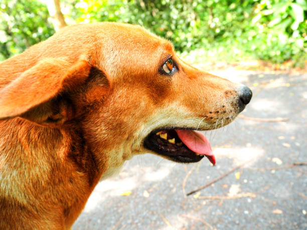 istock Dog Tongue Out 960148432