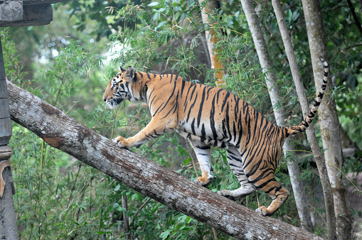 Tiger climbing trees