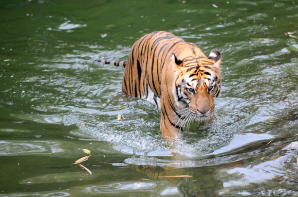 istock The tiger is in the pond 960148858