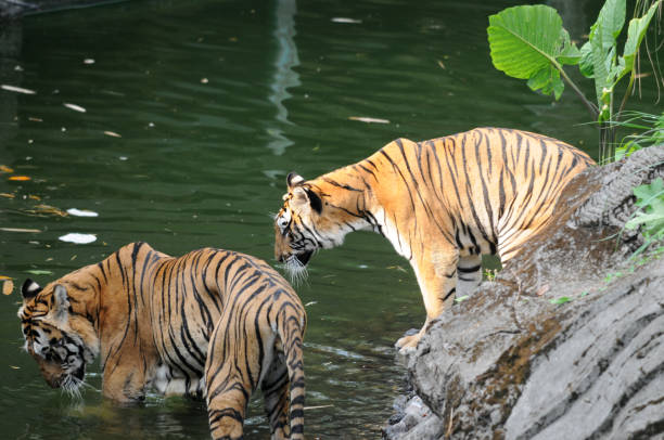 istock The tiger is in the pond 960148984