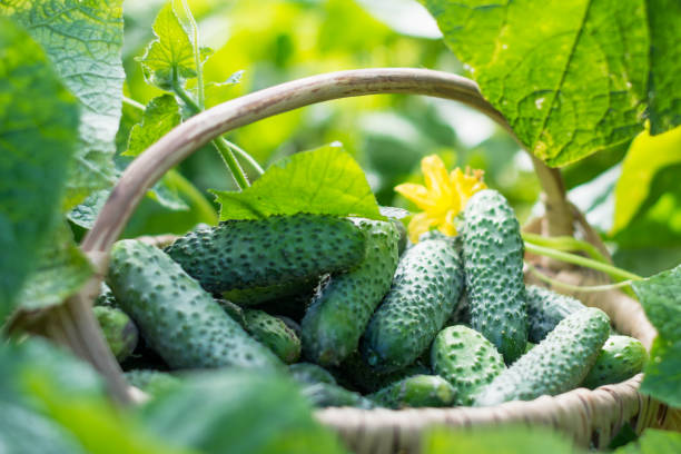 Cucumbers in the basket and blossom of cucumber on the vine stock photo