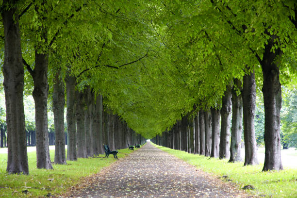 Autumn landscape, Herrenhauser Allee in Hannover, Germany