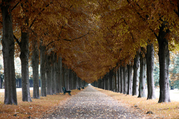 istock Herrenhauser Allee in Hannover, Germany 960150056