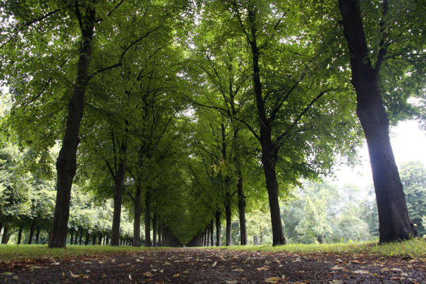 istock Herrenhauser Allee in Hannover, Germany 960150124