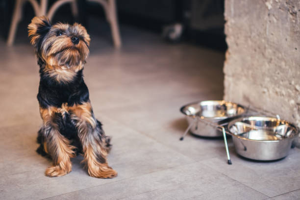 istock beautiful yorkshire terrier with a sweet view indoor 960150870