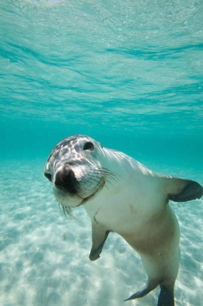 Australian Sealion Australian Sealion playing sea lion stock pictures, royalty-free photos & images