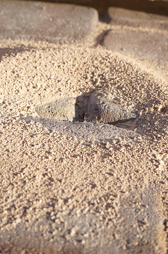 shot of an ant hill