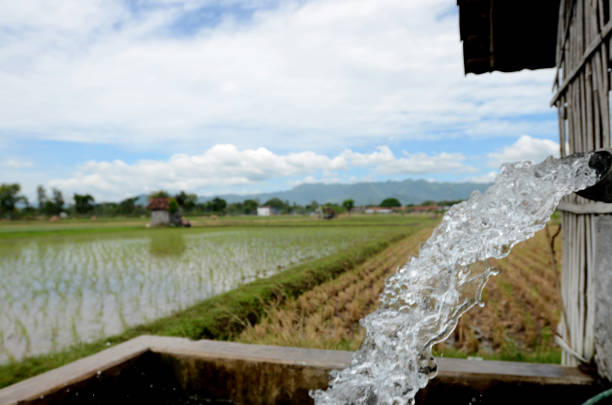 istock Irrigation of rice farmers 960154598