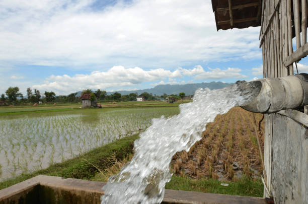 istock Irrigation of rice farmers 960154604